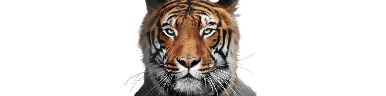 Capas Telemóvel Tigres | Copertini